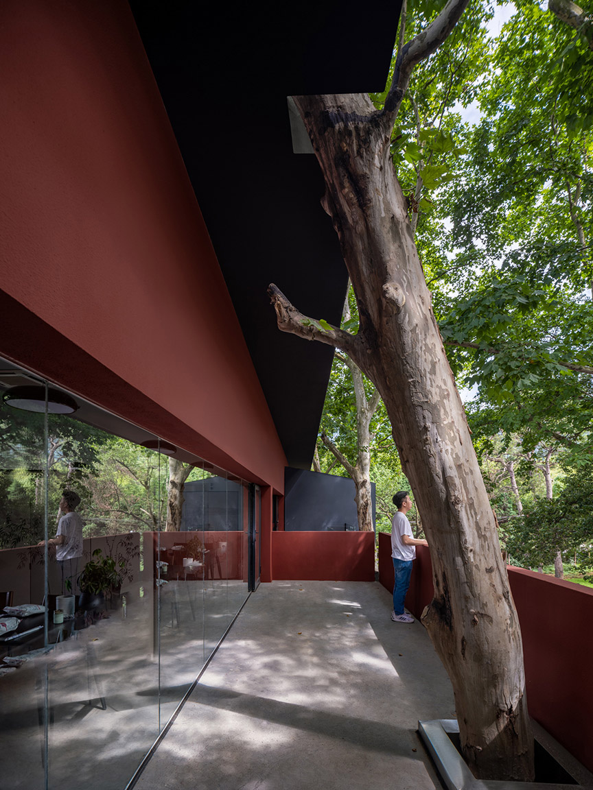 17.树“穿越”过建筑Tree passing through the building ?摄影:吴清山.jpg